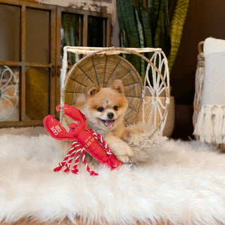 Cape Cod Claw-some 12" Dog Toy on Rope