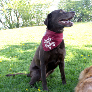 Best Labrador 12" x 8" Canvas Slip on Pet Bandana