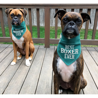 Best Boxer 12" x 8" Canvas Slip on Pet Bandana