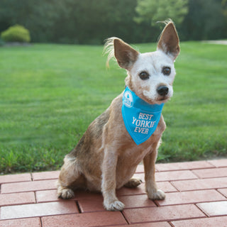 Best Yorkie 7" x 5" Canvas Slip on Pet Bandana