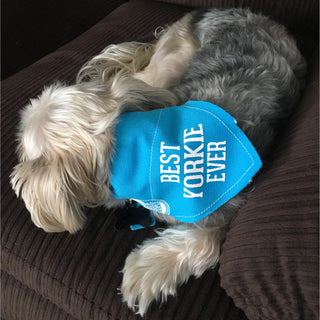 Best Yorkie 7" x 5" Canvas Slip on Pet Bandana