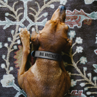 S/M Big Brother 16" PU Leather Pet Collar