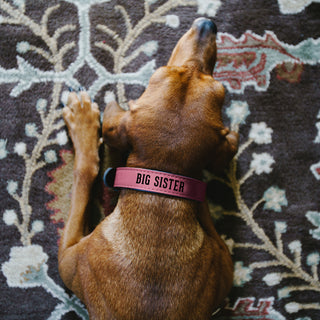 M/L Big Sister 21" PU Leather Pet Collar