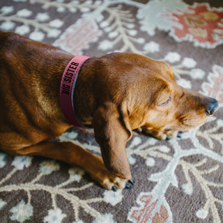M/L Big Sister 21" PU Leather Pet Collar