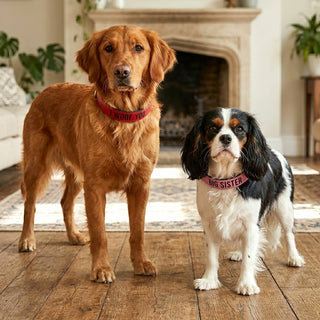 M/L Woof 21" PU Leather Pet Collar