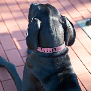 Big Sister 30" PU Leather Pet Collar