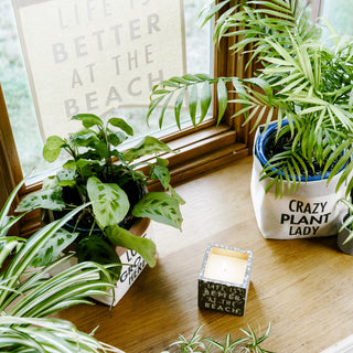 Beach 8 oz - 100% Soy Wax Candle Scent: Serenity