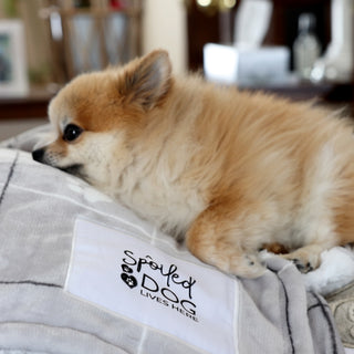 Spoiled Dog 50" x 60" Sherpa & Royal Plush Blanket