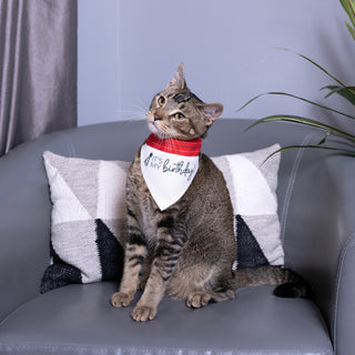 It's My Birthday 7" x 5" Canvas Slip on Pet Bandana