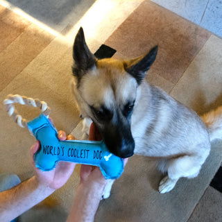 Coolest Dog Canvas Dog Toy on a Rope